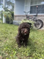 Honey Bun *Reduced, a female Poodle - Miniature  for sale in Jacksonville, FL – 7 of 8