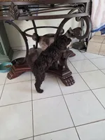 Eclaire-Reserved, a female Poodle - Miniature  for sale in Jacksonville, FL – 10 of 10