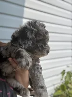 Zinger, a male Poodle - Miniature  for sale in Jacksonville, FL – 7 of 7