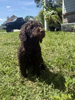 Eclaire-Reserved, a female Poodle - Miniature  for sale in Jacksonville, FL – 8 of 10