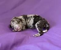 Zinger, a male Poodle - Miniature  for sale in Jacksonville, FL – 2 of 7