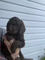 Eclaire, a female Poodle - Miniature  for sale in Jacksonville, FL – 2 of 6
