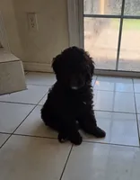 Honey Bun-Reserved, a female Poodle - Miniature  for sale in Jacksonville, FL – 9 of 10
