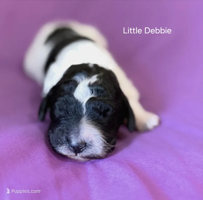 Little Debbie – Poodle - Miniature  puppy for sale in Jacksonville, FL