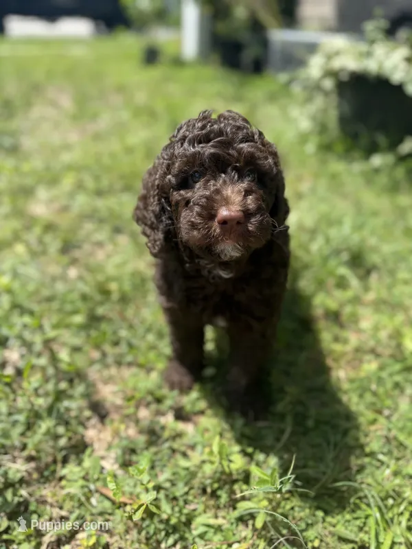 Honey Bun – Poodle - Miniature  puppy for sale in Jacksonville, FL
