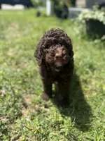 Honey Bun *Reduced, a female Poodle - Miniature  for sale in Jacksonville, FL – 1 of 8