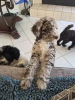 Zinger- Deposit Pending, a male Poodle - Miniature  for sale in Jacksonville, FL – 7 of 9