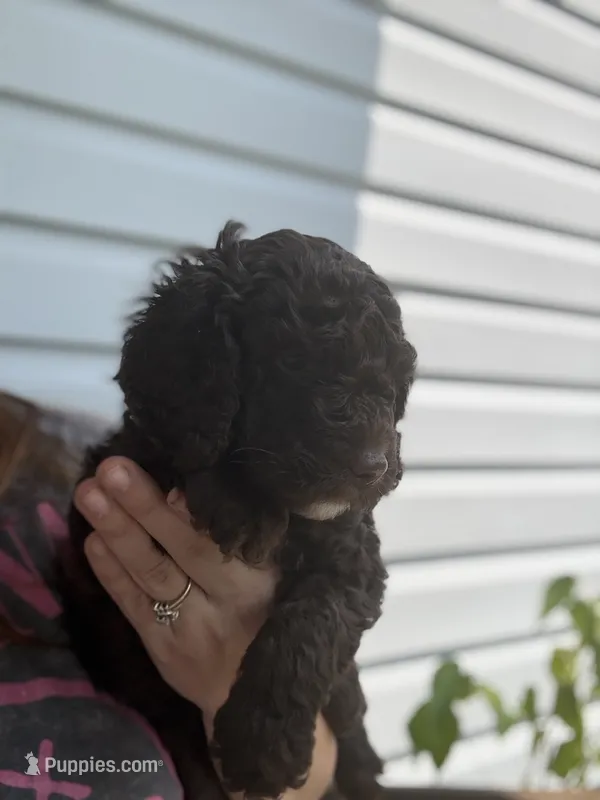 Honey Bun – Poodle - Miniature  puppy for sale in Jacksonville, FL