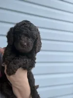 Eclaire, a female Poodle - Miniature  for sale in Jacksonville, FL – 3 of 6