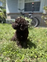 Honey Bun *Reduced, a female Poodle - Miniature  for sale in Jacksonville, FL – 6 of 8