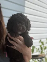 Honey Bun, a female Poodle - Miniature  for sale in Jacksonville, FL – 3 of 7