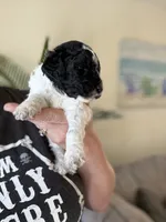 Little debbie, a female Poodle - Miniature  for sale in Jacksonville, FL – 3 of 5