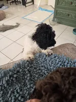 Little Debbie *Reduced, a female Poodle - Miniature  for sale in Jacksonville, FL – 9 of 9