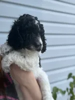 Little debbie, a female Poodle - Miniature  for sale in Jacksonville, FL – 5 of 5