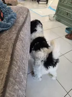 Little Debbie *Reduced, a female Poodle - Miniature  for sale in Jacksonville, FL – 8 of 9