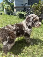 Zinger- Deposit Pending, a male Poodle - Miniature  for sale in Jacksonville, FL – 6 of 9