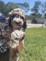 Zinger- Deposit Pending, a male Poodle - Miniature  for sale in Jacksonville, FL – 5 of 9