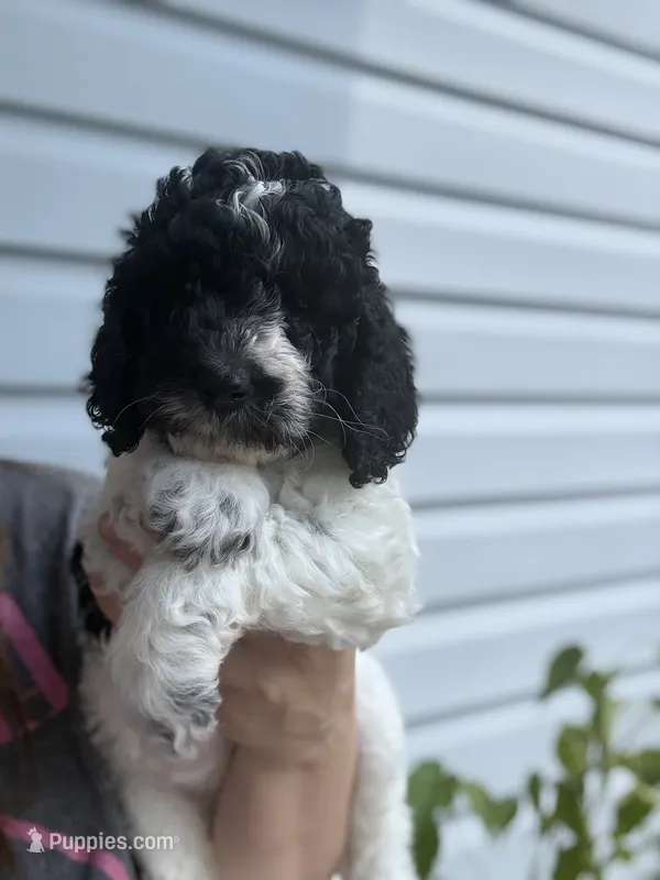 Little debbie – Poodle - Miniature  puppy for sale in Jacksonville, FL