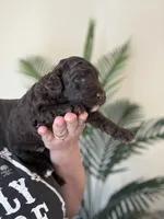 Honey Bun, a female Poodle - Miniature  for sale in Jacksonville, FL – 7 of 7