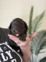 Honey Bun, a female Poodle - Miniature  for sale in Jacksonville, FL – 4 of 7