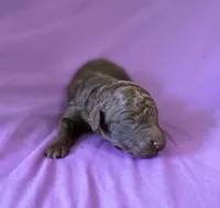 Eclaire, a female Poodle - Miniature  for sale in Jacksonville, FL – 5 of 6