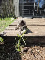 Zinger- Deposit Pending, a male Poodle - Miniature  for sale in Jacksonville, FL – 9 of 9