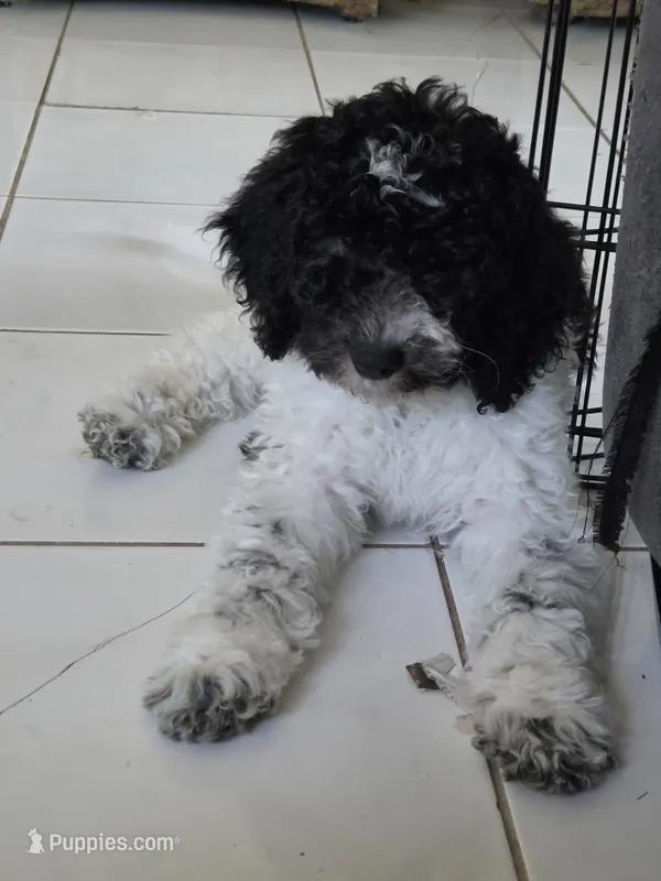 Little Debbie~ Available Now! – Poodle - Miniature  puppy for sale in Jacksonville, FL