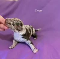 Zinger- Deposit Pending, a male Poodle - Miniature  for sale in Jacksonville, FL – 8 of 9