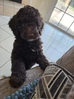 Honey Bun *Reduced, a female Poodle - Miniature  for sale in Jacksonville, FL – 8 of 8