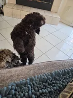 Honey Bun-Reserved, a female Poodle - Miniature  for sale in Jacksonville, FL – 10 of 10