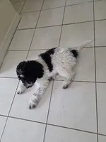 Little Debbie~ Available Now!, a female Poodle - Miniature  for sale in Jacksonville, FL – 9 of 10