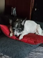 Lucy, a female Chihuahua for sale in St. James, MO – Photo 3 of 3