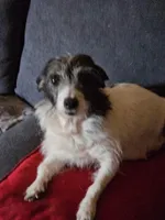 Lucy, a female Chihuahua for sale in St. James, MO – Photo 2 of 3