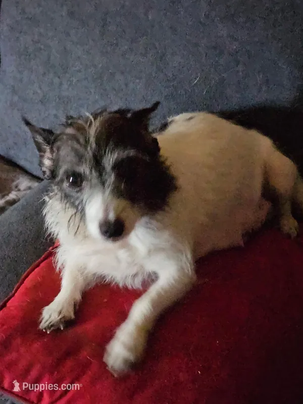 Lucy – Chihuahua puppy for sale in St. James, MO