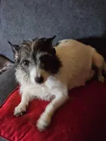 Lucy, a female Chihuahua for sale in St. James, MO – Photo 1 of 3