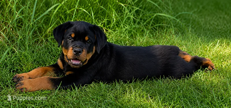 Red Male – Rottweiler puppy for sale in Rentz, GA