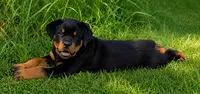 Red Male, a male Rottweiler for sale in Rentz, GA – 1 of 2