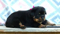 Pink, a female Rottweiler for sale in Rentz, GA – 5 of 9