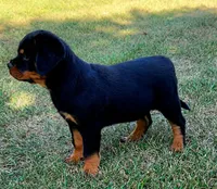 Pink Girl, a female Rottweiler for sale in Rentz, GA – 2 of 2