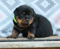 Yellow, a female Rottweiler for sale in Rentz, GA – 4 of 6