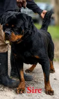 Yellow Girl, a female Rottweiler for sale in Rentz, GA – 7 of 8