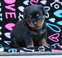Red, a male Rottweiler for sale in Rentz, GA – 4 of 6
