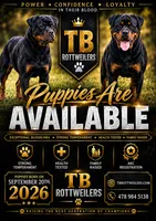 Gray Girl, a female Rottweiler for sale in Rentz, GA – 6 of 8