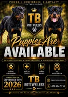 Lime Girl, a female Rottweiler for sale in Rentz, GA – 4 of 9