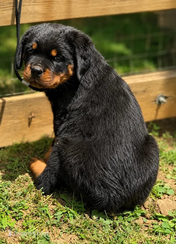Purple Girl – Rottweiler puppy for sale in Rentz, GA