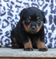 Gray Girl, a female Rottweiler for sale in Rentz, GA – 4 of 8
