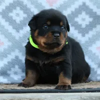 Yellow, a female Rottweiler for sale in Rentz, GA – 3 of 6