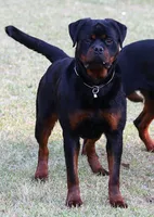 Princess, a female Rottweiler for sale in Rentz, GA – 1 of 3