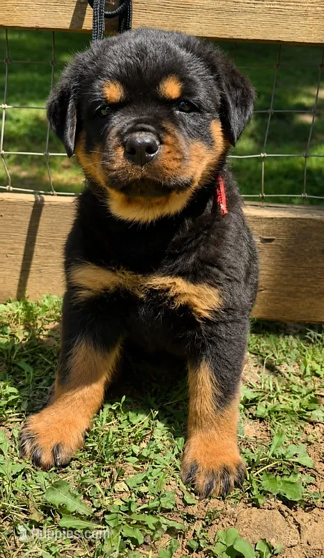 Orange Male – Rottweiler puppy for sale in Rentz, GA