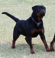 Princess, a female Rottweiler for sale in Rentz, GA – 2 of 3